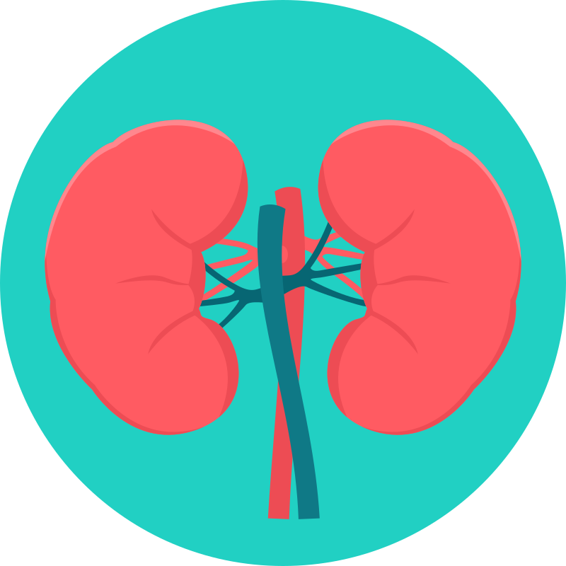 Kidney
