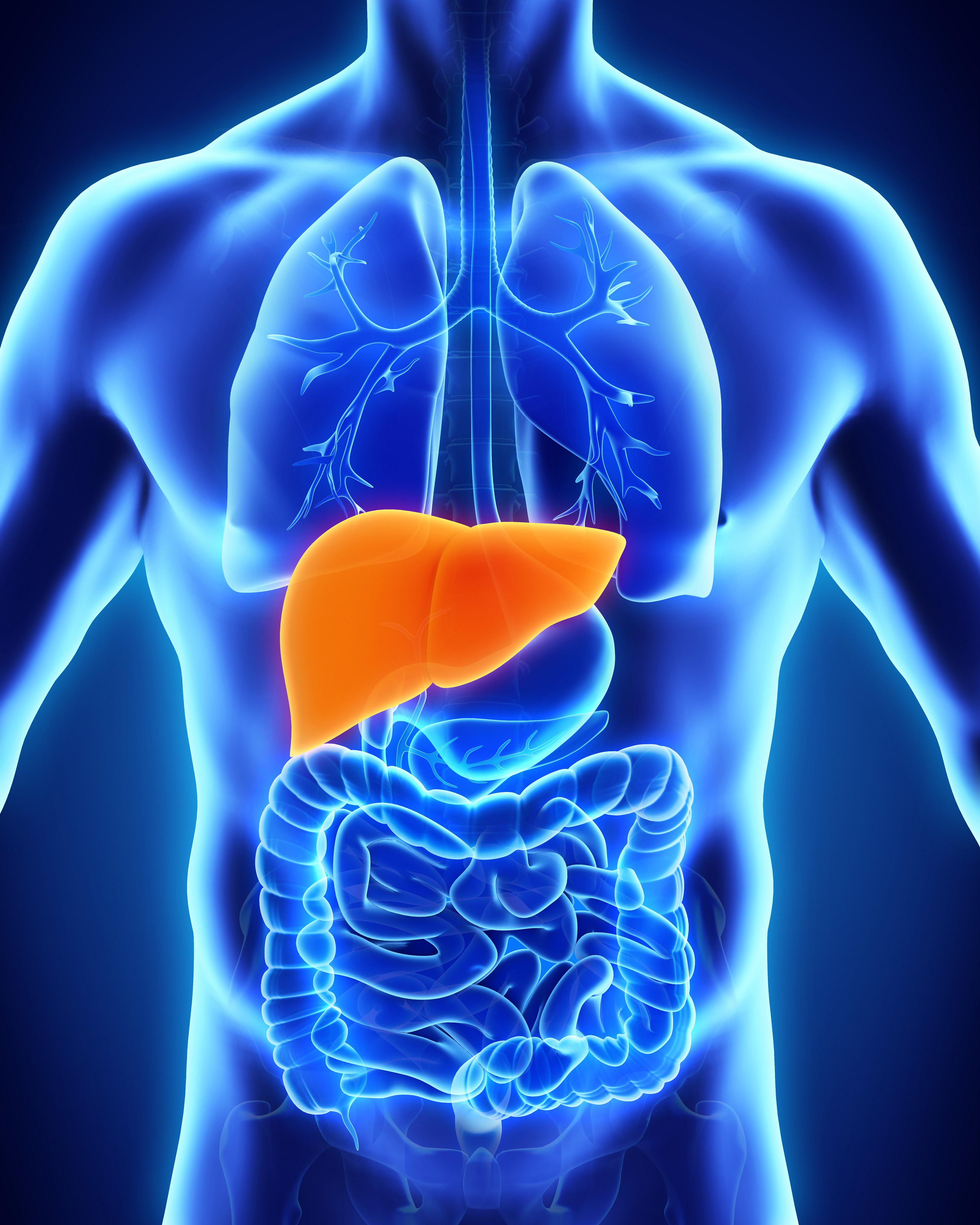 Liver