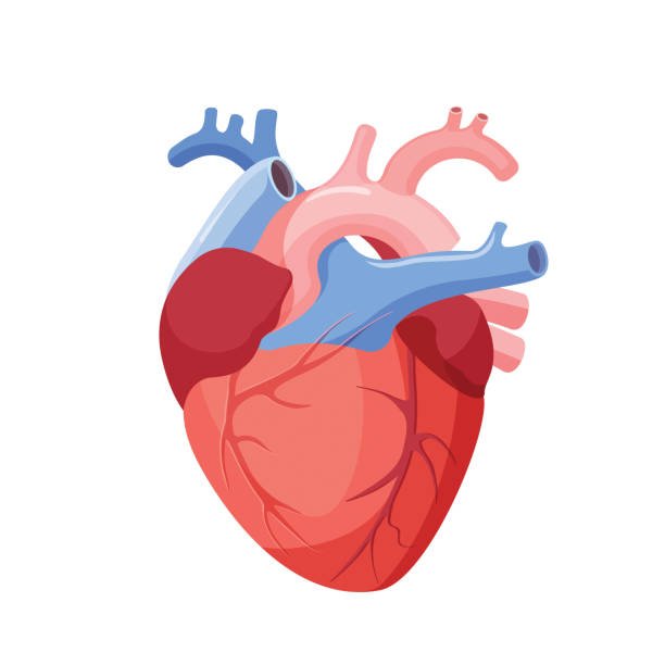Heart