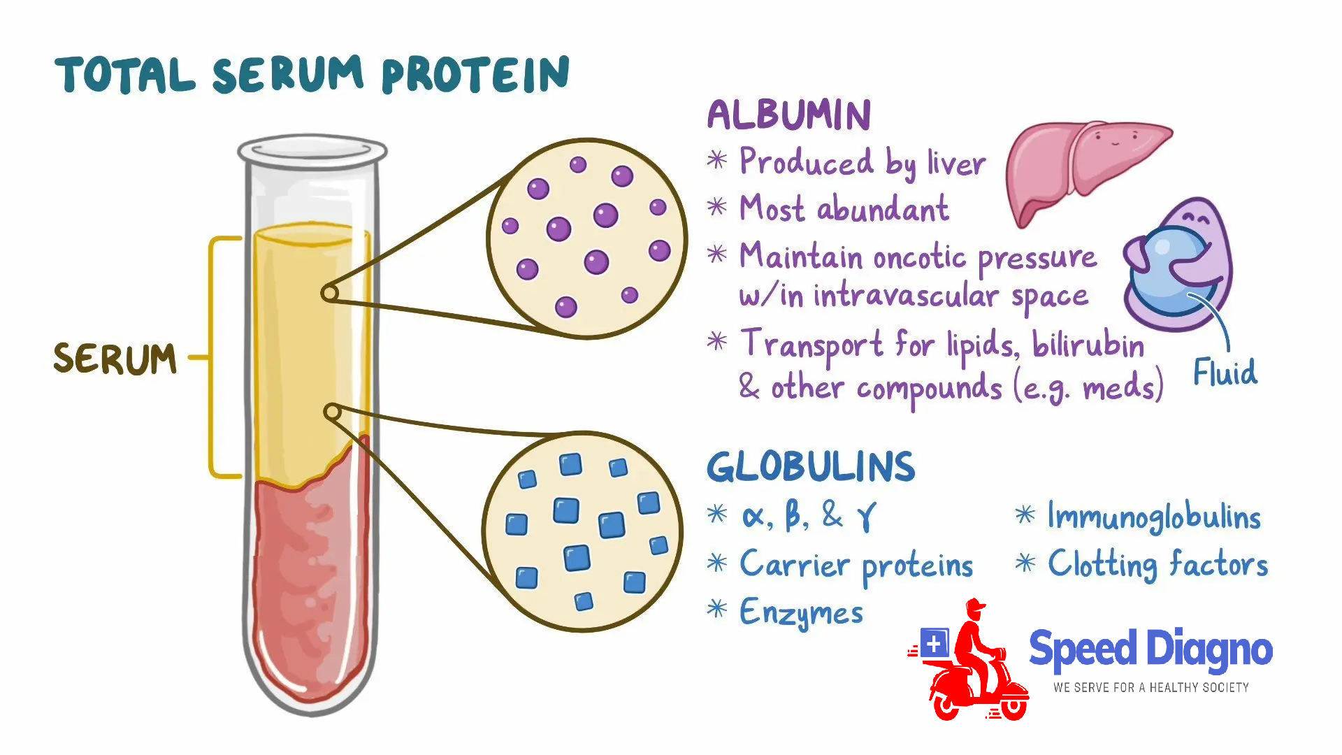 SERUM PROTEINS