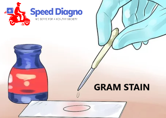 GRAM STAIN