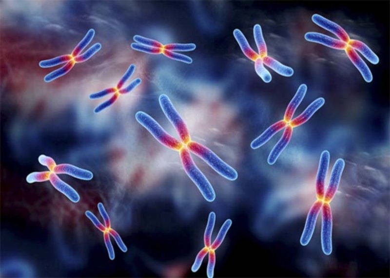 Molecular Karyotyping